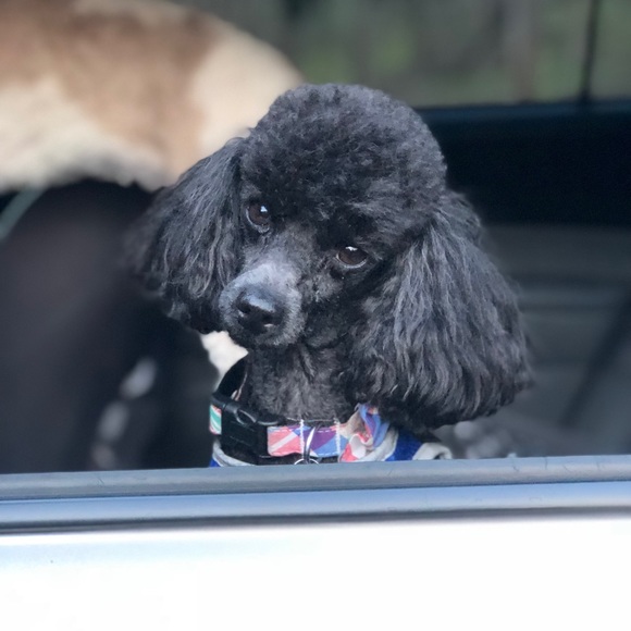 Meet your Posher, Barbara - Picture 1 of 1